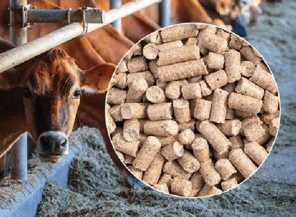 Analyse animal feed